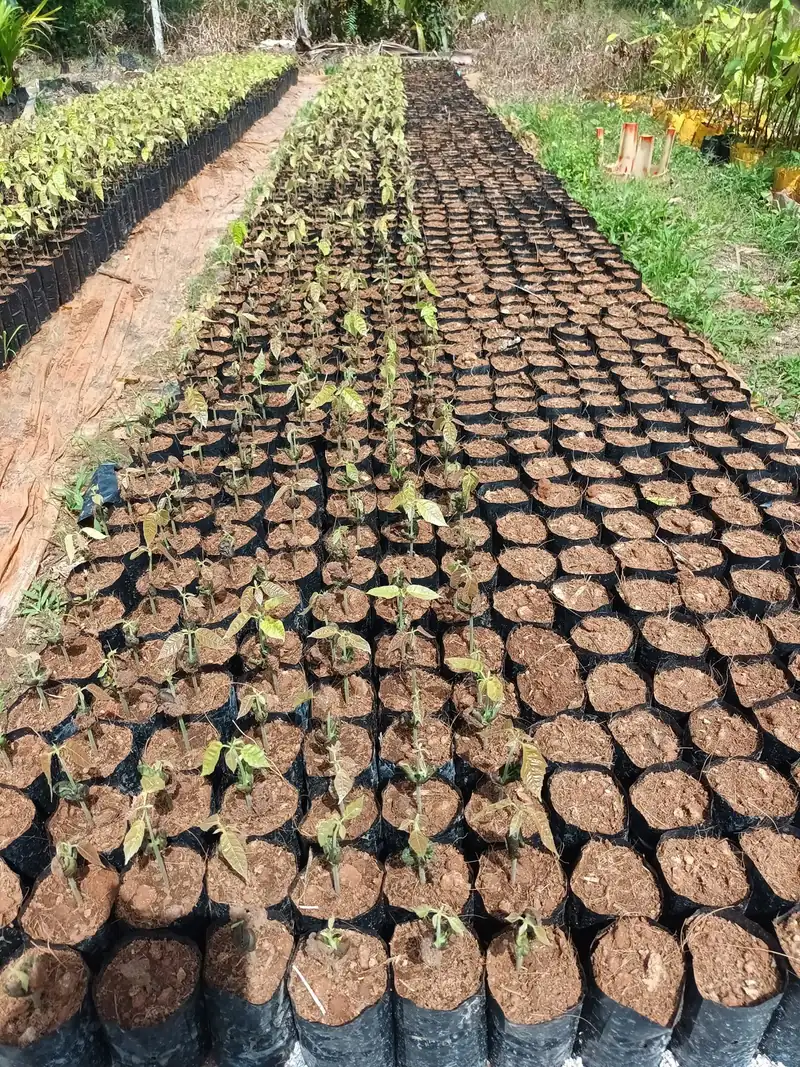 Long rows of cacao seedlings in black nursery bags under shade netting