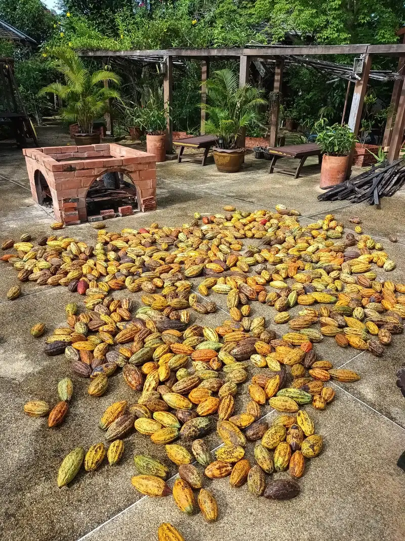 Hundreds of cacao pods laid out to dry on a brick courtyard beside a garden pavilion