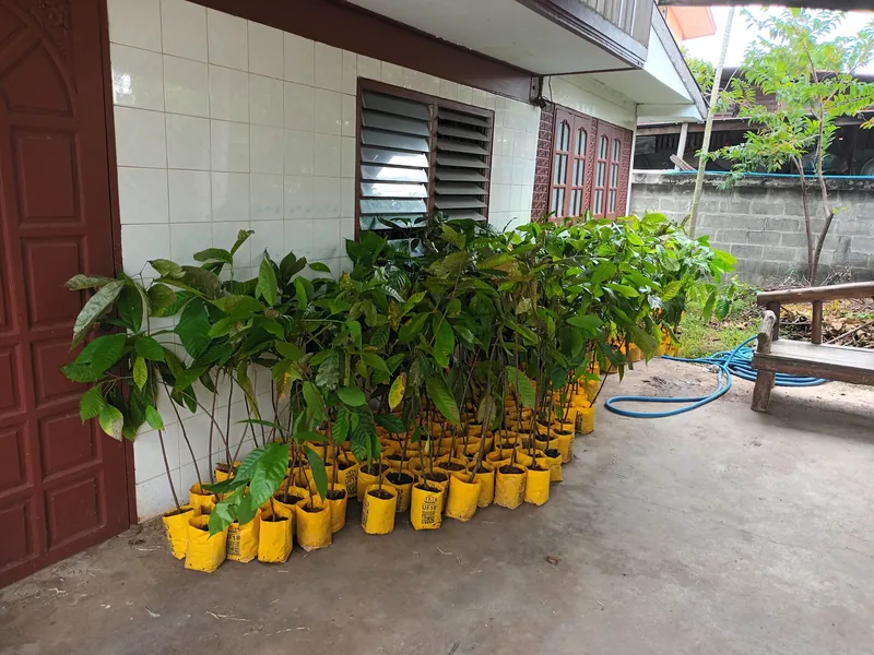 Young cacao saplings in yellow pots lined up outside a house, ready for delivery