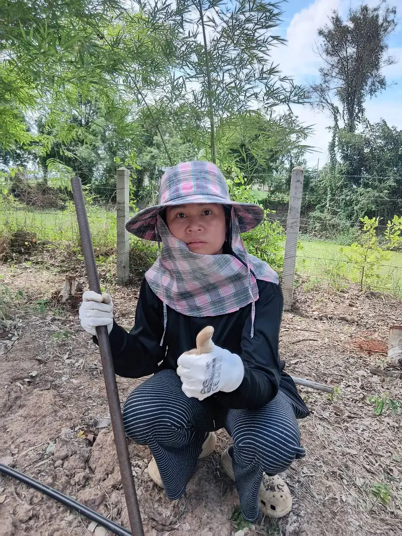 A farmer in a wide hat crouching beside a newly planted cacao sapling, giving a thumbs up