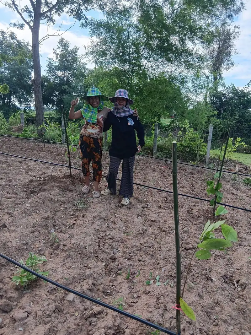 Two farmers in sun hats standing in a freshly planted cacao field beside a young sapling and irrigation line
