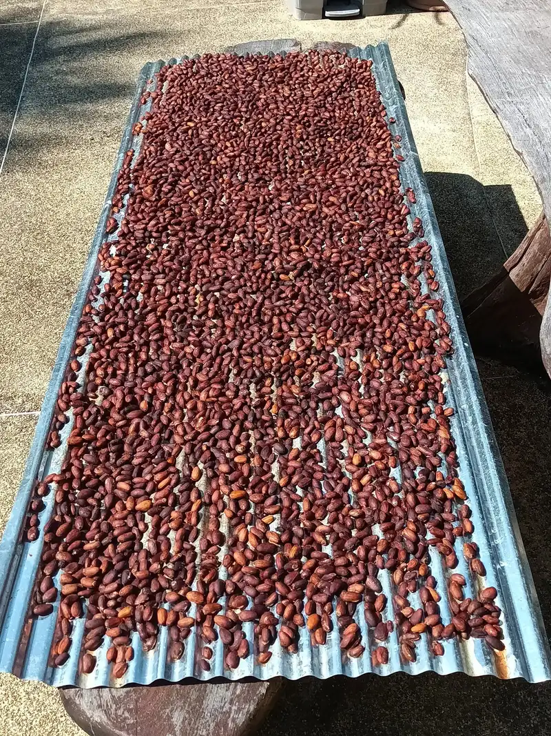 Fermented cacao beans spread on a corrugated metal sheet to dry in the sun