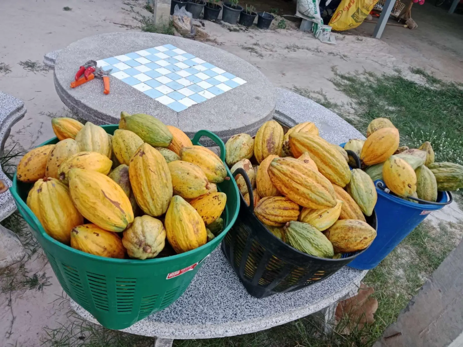 Baskets of freshly harvested yellow cacao pods on a stone table at a partner farm