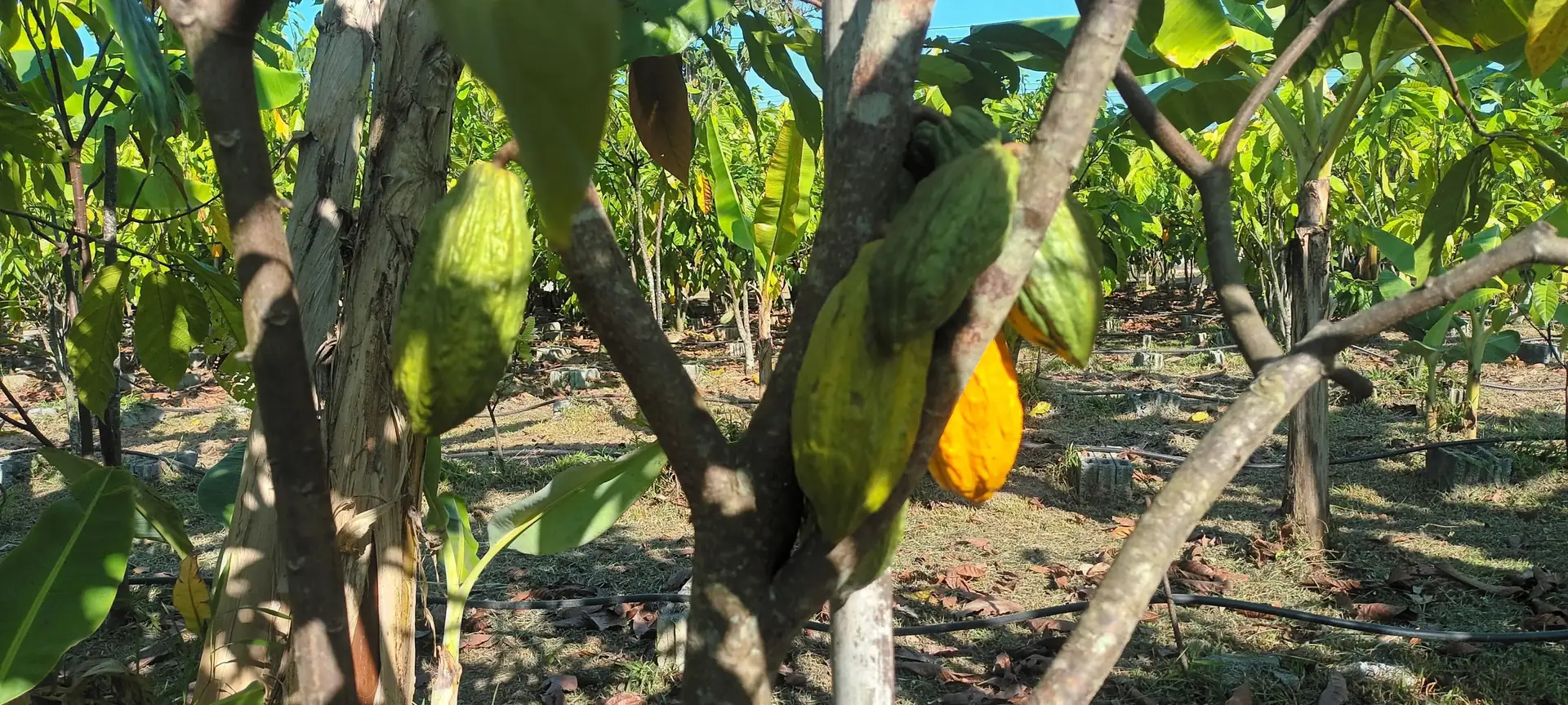 Ripe yellow cacao pods hanging on a tree in a sunlit orchard in northern Thailand