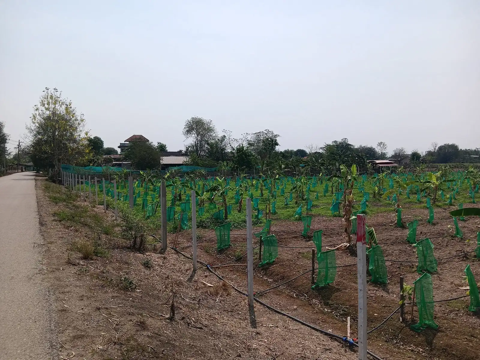 A newly planted cacao field with young trees in green shade sleeves and drip irrigation lines