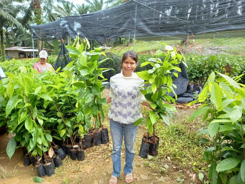 A woman standing among rows of young cacao saplings under shade netting